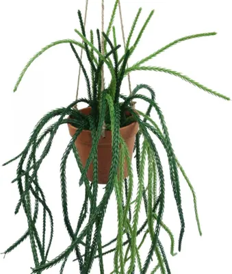 Produktbild von Künstlicher Rhipsalis Korallenkaktus in Hängeampel, Pflegeleichte Zimmerdeko, Grün H87cm