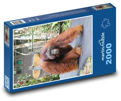 Obrázok produktu pre Puzzle 2000 Orangután v divočine - martinpuzzle