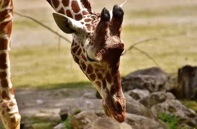 Produktbild von hansepuzzle 79069 - Giraffe Puzzle, 500 Teile, Natur, 46,0 x 30,0cm mit hochwertiger Aufbewahrung, Kartonbox und wiederverschließbarem Beutel