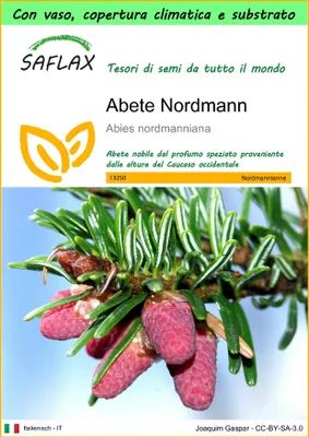Immagine prodotto di SAFLAX Garden to go - Abete Nordmann - 20 semi - Abies