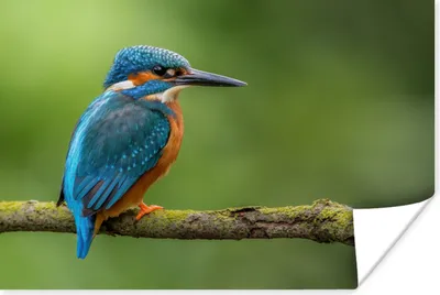 Produktbild von MuchoWow® Poster Eisvogel - Zweig - Moos - Vogel - Grün 60x40 cm - Schlafzimmerdekoration