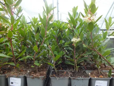 Produktbild von 3 Stück Erdbeerbaum ca.30 cm Arbutus unedo -Erdbeerstrauch - Winterblüher und mediterranes Gehölz