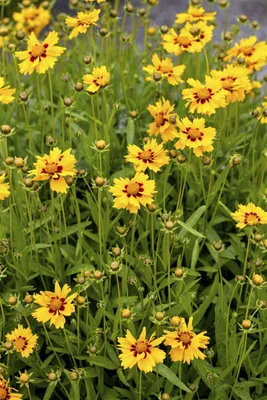 Produktbild von Coreopsis lanceolata 'Walter', Mädchenauge, gelb, ca. 9x9 cm Topf