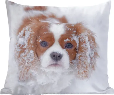 Produktbild von MuchoWow® Zierkissen Sofakissen Wohnzimmer Dekokissen 60x60 cm Foto eines Cavalier King Charles Spaniels im Schnee - Sitzfläche - Foto Polster