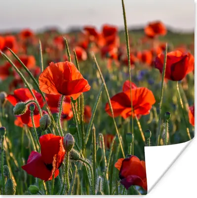 Produktbild von MuchoWow® Poster Blumen - Mohnblumen - Natur - Rot 50x50 cm - Wohnzimmerdekoration