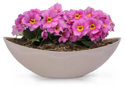 Produktbild von Große Vintage Outdoor Pflanzschale oval 39 cm sandfarben beige