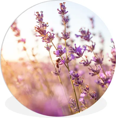 Produktbild von MuchoWow® Rundes Wandbild - Runde Bilder Lavendel - Nahaufnahme - Sonne - Blumen - Lila Ø 90 cm Kreis Wanddekoration Kunststoff - Wandkreis - Wandschmuck - Wand-Kreis - Wohnzimmer - Bild - Runde - Wanddeko - Dibond - Kunstdrucke