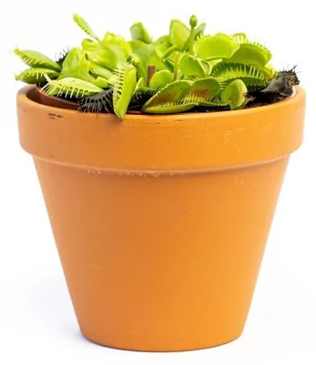 Obrázok produktu pre Gardners Dionaea, priemer 12 cm
