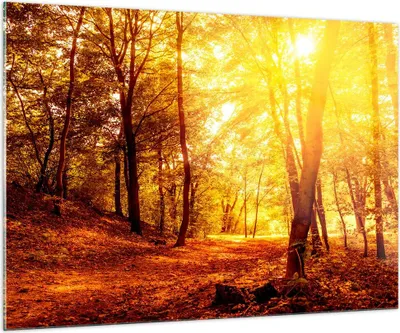 Produktbild von Bilder auf glas - Wald Baum Natur - 100x70cm - Glasbilder - Wandbilder - Kunstdruck - zum Aufhängen bereit - Wanddekoration aus Glas - Glas Bilder - Wandbild auf Glas - Einteilig - GAA100x70-3722