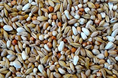 Produktbild von Havens Saeuberungsfutter 20 kg