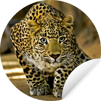 Produktbild von MuchoWow® Runde Wandtattoo - Wandsticker Tapete Aufkleber Leopard - Raubtier - Porträt Ø 80 cm Selbstklebend und Repositionierbar - Wandaufkleber - Kreis - Mauerkreis - Wand Bilder - Wandsticker - Wohnzimmer Dekoration - Dekoration für die Wände - Aluminium - Babyzimmer