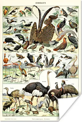 Produktbild von MuchoWow® Poster Vogel - Natur - Tiere - Vintage - Kunstwerk 120x180 cm - Kunstposter