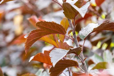 Produktbild von Malus 'Scarlett', Zierapfel, rotblühend, 80–100 cm