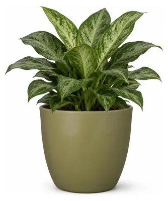 Produktbild von Floran Pflanzentopf - grun - matt - Keramik - 32 x 27 cm