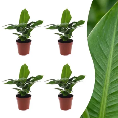 Image de Musa Oriental Dwarf - Banane naine - 4 plants - 30cm - Ø12cm