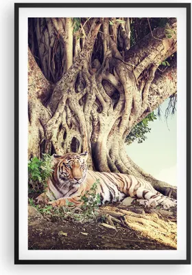 Produktbild von Gerahmtes Poster - Schwarzer Rahmen - Tiger Wild Baum - 61x91,5 cm - Wand Bild - Wanddeko - Wandbilder - Kunstposter - Wandposter - Bilderrahmen - Bilder - Kunstdruck Wanddekoration - P2BPA61x91-5124