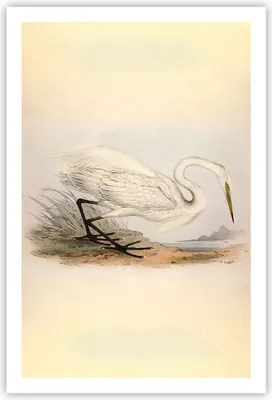 Produktbild von Poster - Poster ohne Rahmen - Vogel Weiß Reiher - 61x91,5 cm - Wand Bild - Wanddeko - Wandbilder - Kunstposter - Wandposter - Bilder - Kunstdruck - Wanddekoration - Wandbild - P2XPA61x91-4979
