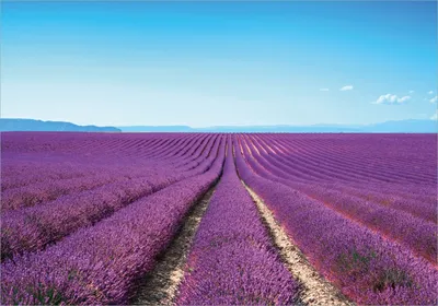 Produktbild von Wallario Poster - Lavendelfeld unter blauem Himmel, Kunstdruck Größe: 70 x 100 cm