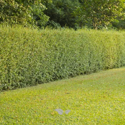 Produktbild von Wintergrüner Liguster Atrovirens 175-200 cm im Topf, 25x Heckenpflanze