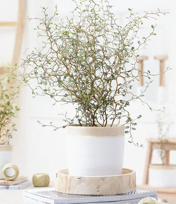 Produktbild von BALDUR Garten Maori® Sophora Cotoneaster Little Baby, 1 Pflanze, Schnurbaum Zimmerpflanze, Grünpflanze, mehrjährig - frostfrei halten, blühend, Sophora prostrata