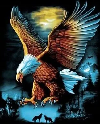 Produktbild von 50x40 cm Malen nach zahlen Set mit Holzrahmen Eagle