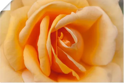 Produktbild von ARTland Poster Zarte Rose in Orange Größe: 120x80 cm