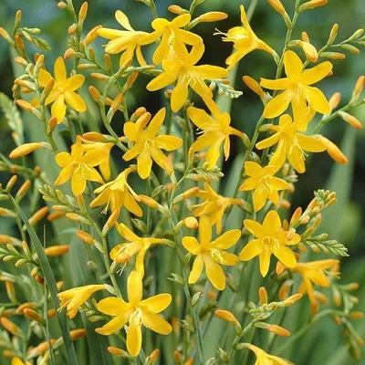 Produktbild von 6 x Montbretie  - Crocosmia 'George Davidson'  | Topf 9cm x 9cm