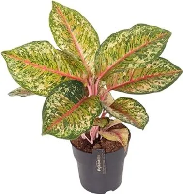 Obrázek produktu pro Gardners Aglaonema Carnival Queen, průměr 19 cm