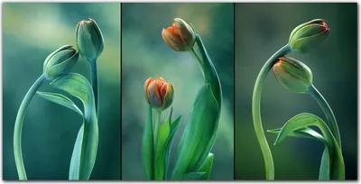 Produktbild von Coloray Bild aus Leinwand 140x70 Leinwand Dekoration - Blumen Pflanzen Tulpen