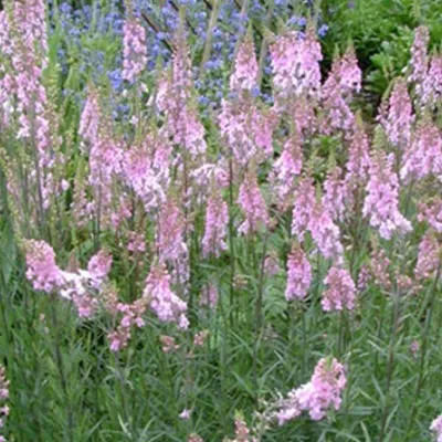 Obrázek produktu pro 6 kusů rostliny Leinkraut (Linaria purpurea 'Canon J. Went') | květináč 9x9 cm