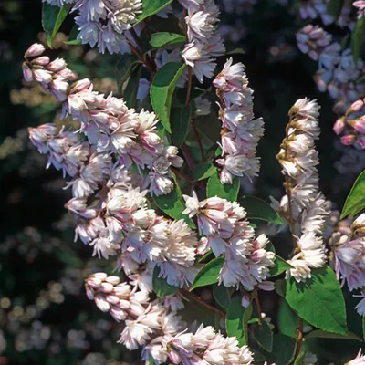 Produktbild von Deutzie Zierstrauch gefüllte Blüten Deutzia scabra Plena 1 St.