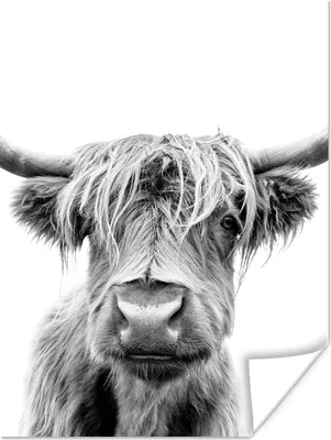 Produktbild von MuchoWow® Poster Kuh - Schottischer Highlander - Schwarz - Weiß 120x160 cm - Wandbilder
