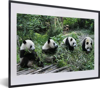 Produktbild von MuchoWow® MuchoWow® Gerahmtes Poster Panda - Natur - Bambus 40x30 cm - Poster mit zchwarzem Bilderrahmen - Bilderrahmen - Poster im Rahmen