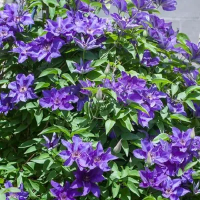 Produktbild von 2 x Kletterpflanzen: Clematis The President & Passionsblume - Blau, Mehrjährig &Winterhart | 2 x 1,5 Liter Töpfe