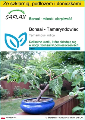 Zdjęcie produktu dla SAFLAX - Zestaw do uprawy - Bonsai - Tamaryndowiec - 4 Nasiona - Z mini szklarnią, podłożem uprawowym i 2 doniczkami - Tamarindus indica