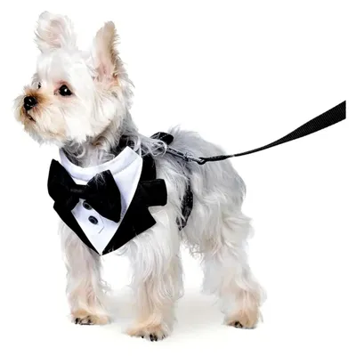 Produktbild von Smokinggeschirr mit Leine für kleine und mittelgroße Hunde, Schwarz, Größe M
