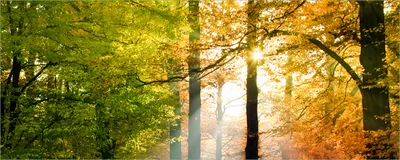 Produktbild von Wallario Poster - Sonnenuntergang im Herbstwald, Kunstdruck Größe: 50 x 125 cm