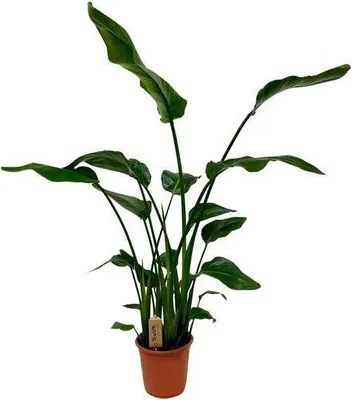 Produktbild von Strelitzia Nicolai – Baum – Strelitzie – Ø21cm – ↕120cm – Exotische Zimmerpflanze – XXL Bananenblatt – Optik – Für Wohnzimmer & Büro