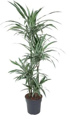 Zdjęcie produktu dla Drzewo smocze (Dracaena Warneckei) 150 cm, średnica 24 cm – roślina doniczkowa z biało-zieloną dekoracją