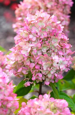 Produktbild von Rispen- Hortensie Hydrangea paniculata Sundae Fraise 40 - 60 cm rosa