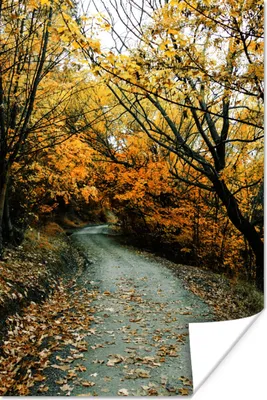 Produktbild von MuchoWow® Poster Blätter - Herbst - Wald 20x30 cm - Papierdruck
