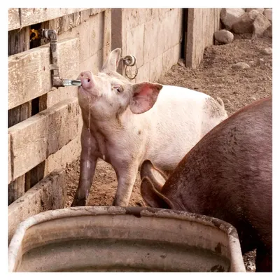 Produktbild von Edelstahl-Tränkenippel für Schweine, 10 Stück, mit Kupferkappe und spritzsicherem Design für die Landwirtschaft