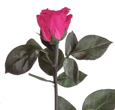 Image de Rosemarie Schulz, Rose éternelle conservée, couleur rose/fuchsia, 45–50 cm