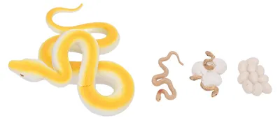 Immagine prodotto di Schlangen-Lebenszyklus-Figuren, Spielzeug-Set, biologisches Tierwachstumsmodell zum Lernen, Bildung, Dekoration