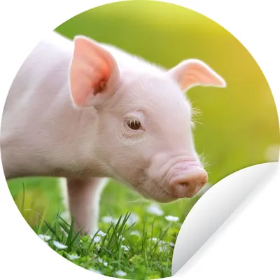 Produktbild von MuchoWow® Runde Wandtattoo - Wandsticker Tapete Aufkleber Tiere - Ferkel - Schwein Ø 80 cm Selbstklebend und Repositionierbar - Wandaufkleber - Kreis - Mauerkreis - Wand Bilder - Wandsticker - Wohnzimmer Dekoration - Dekoration für die Wände - Aluminium - Babyzimmer