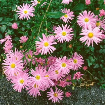 Produktbild von Aster novi-belgii 'Fellowship', Glattblatt-Aster, rosa, ca. 9x9 cm Topf
