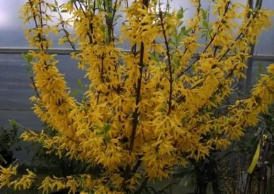 Produktbild von Forsythie Lynwood - Forsythia intermedia - Goldglöckchen