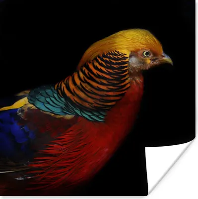 Produktbild von MuchoWow® Poster Vogel - Federn - Schwarz - Porträt 30x30 cm - Wandposter - Printing