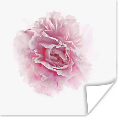 Produktbild von MuchoWow® Poster Draufsicht auf eine rosa Pfingstrose mit weißem Hintergrund 50x50 cm - Wohnzimmerdekoration