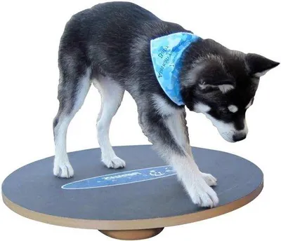 Obrázek produktu pro Balance Board für Hunde - 50 cm, Balancetraining